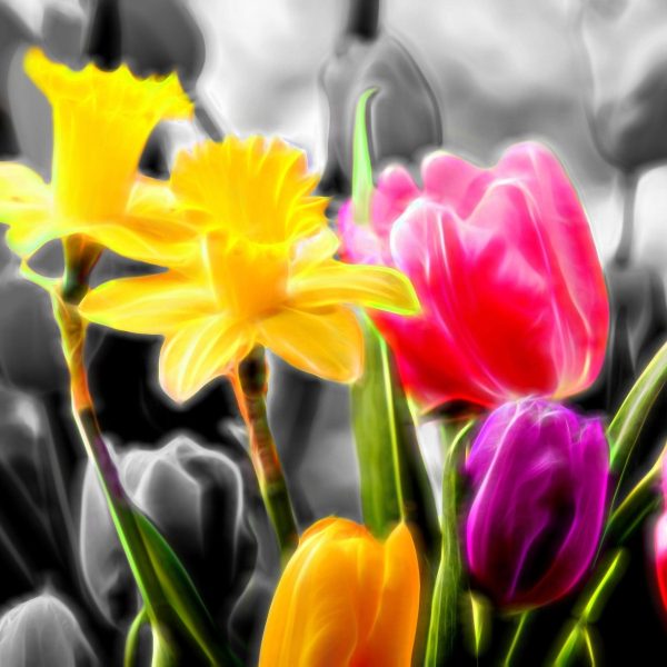 Narzissen und Tulpen, Glasbild Quadratisch Mode – Bild 5