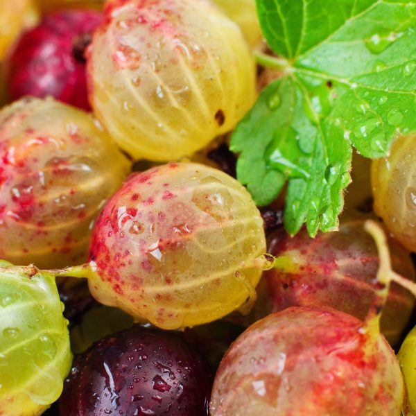 Leckere Stachelbeeren, Glasbild Quadratisch Online-Verkauf – Bild 5