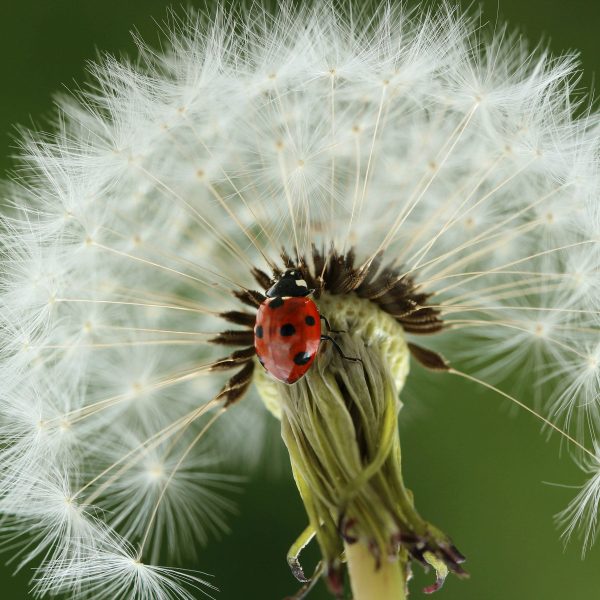 Marienkäfer auf Pusteblume, Glasbild Quadratisch Mode – Bild 5