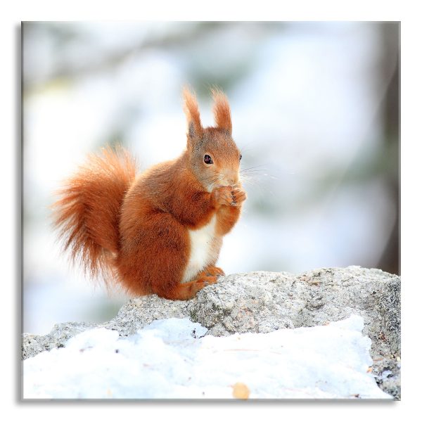 Eichhörnchen im Schnee, Glasbild Quadratisch Mode