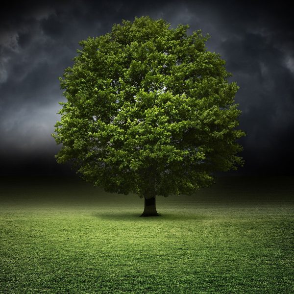 einzelner Baum auf grüner Wiese, Glasbild Quadratisch Online-Verkauf – Bild 5