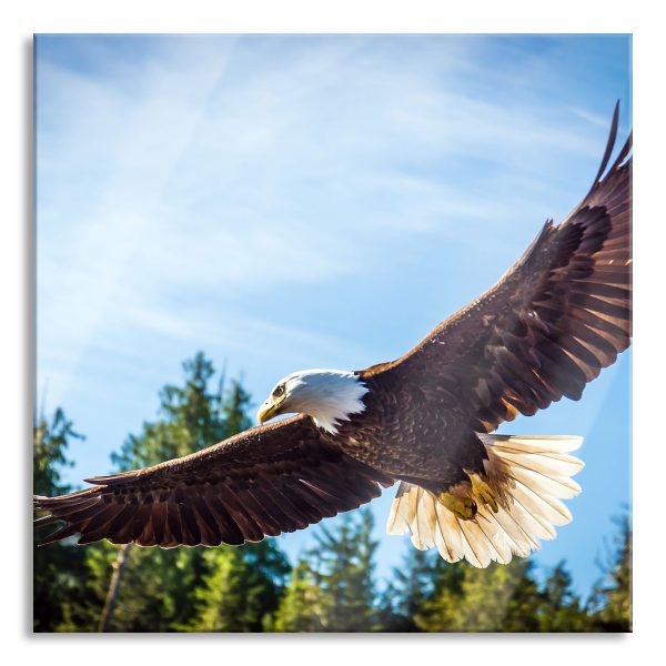 Adler, Glasbild Quadratisch Mode