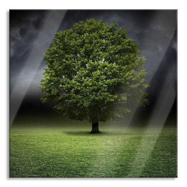 einzelner Baum auf grüner Wiese, Glasbild Quadratisch Online-Verkauf
