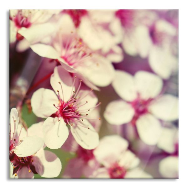 Kirschblüten Retro, Glasbild Quadratisch Mode
