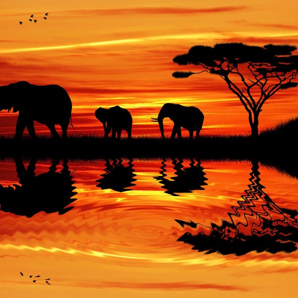 Afrika Elefant in Sonnenschein, Glasbild Quadratisch Angebot – Bild 5