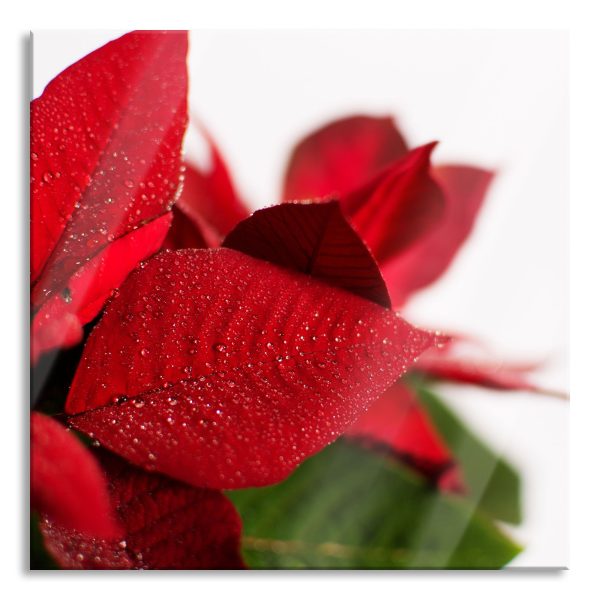 Blüte Weihnachtsstern, Glasbild Quadratisch Online-Verkauf
