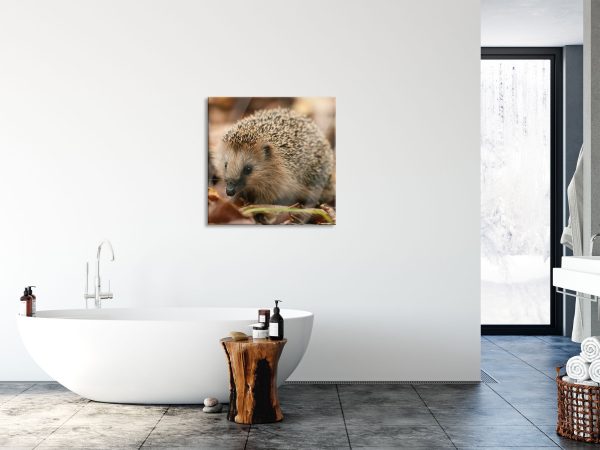 Kleiner Igel, Glasbild Quadratisch Schn?ppchen – Bild 4