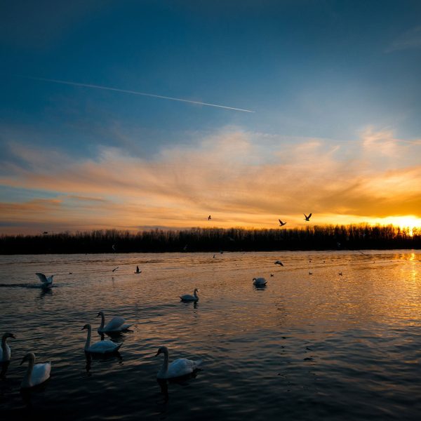 Schwäne im Sonnenuntergang, Glasbild Quadratisch Schn?ppchen – Bild 5