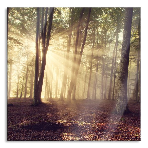 Waldlichtung im Sonnenschein, Glasbild Quadratisch Verkauf