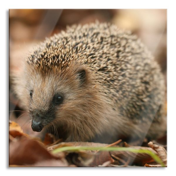 Kleiner Igel, Glasbild Quadratisch Schn?ppchen