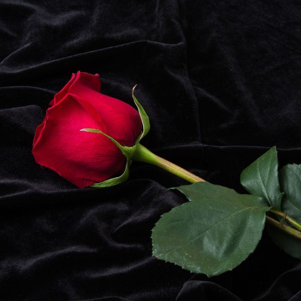 Rose, Glasbild Quadratisch Verkauf – Bild 5