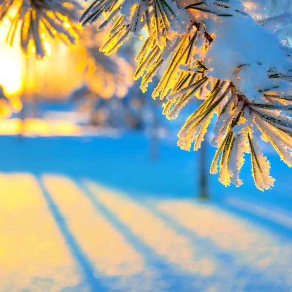 Äste im Frost, Glasbild Quadratisch Mode – Bild 5