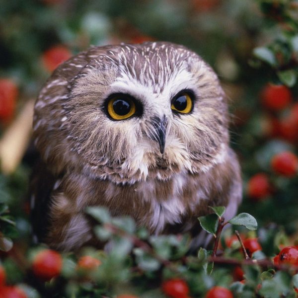 Eule im Vogelbeerenstrauch, Glasbild Quadratisch Jetzt online – Bild 5