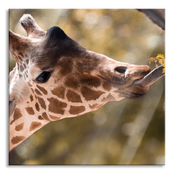Giraffe Gesicht, Glasbild Quadratisch Online