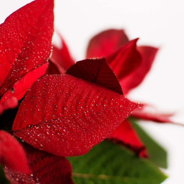 Blüte Weihnachtsstern, Glasbild Quadratisch Online-Verkauf – Bild 5