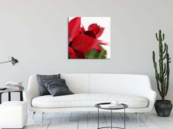 Blüte Weihnachtsstern, Glasbild Quadratisch Online-Verkauf – Bild 2