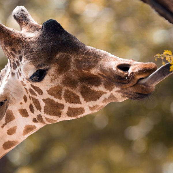 Giraffe Gesicht, Glasbild Quadratisch Online – Bild 5