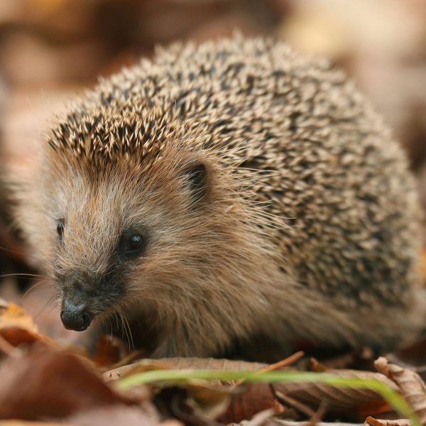 Kleiner Igel, Glasbild Quadratisch Schn?ppchen – Bild 5