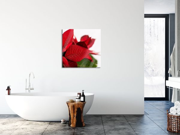 Blüte Weihnachtsstern, Glasbild Quadratisch Online-Verkauf – Bild 4