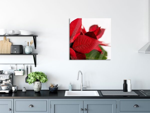 Blüte Weihnachtsstern, Glasbild Quadratisch Online-Verkauf – Bild 3